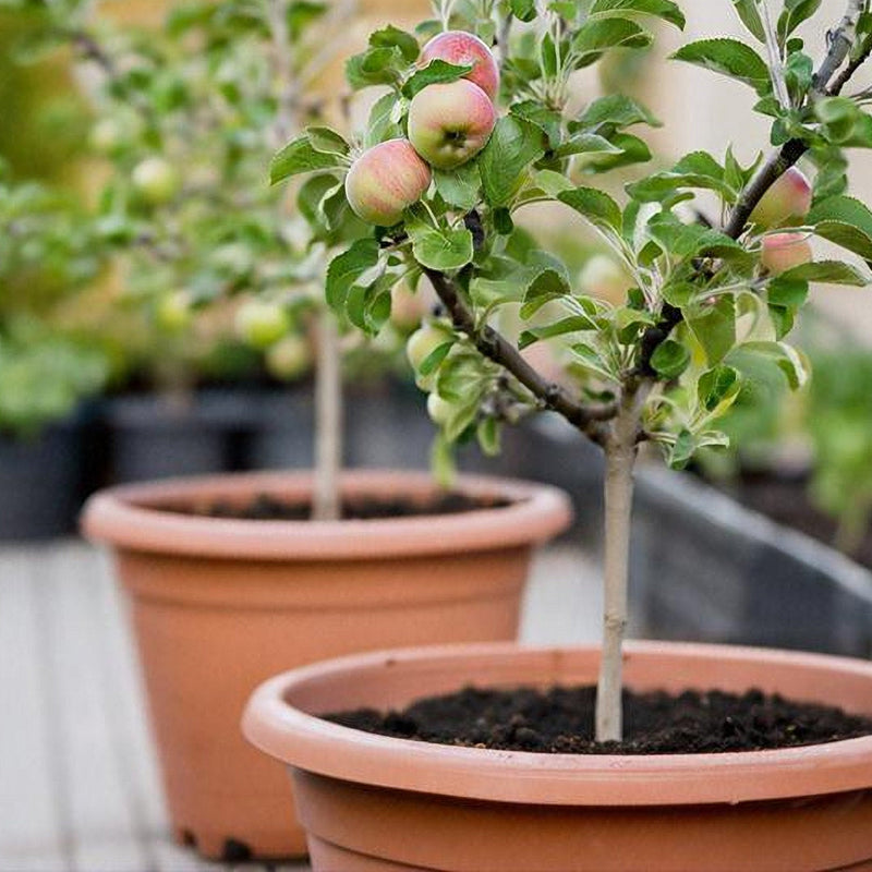 Patio fruit trees