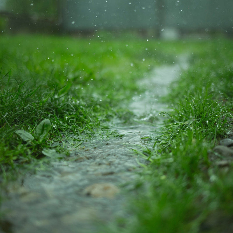 Rain in the garden