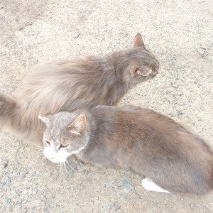 Cats