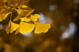 Ginkgo Biloba Tree with warm yellow autumn colour leaves