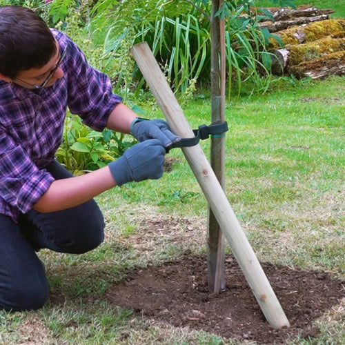 Staking a tree