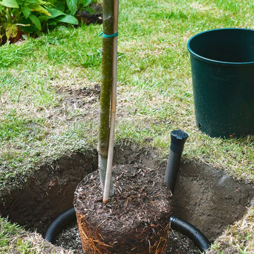 Tree with irrigation kit in the ground