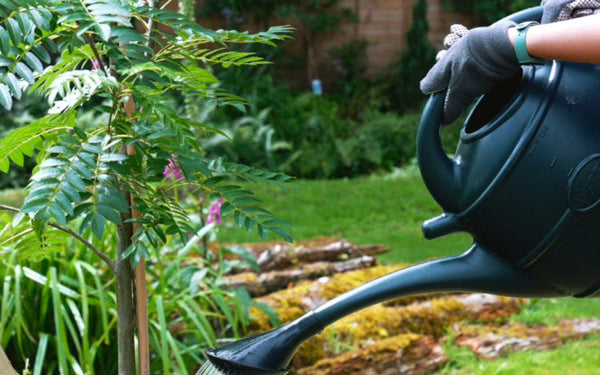 Watering a tree