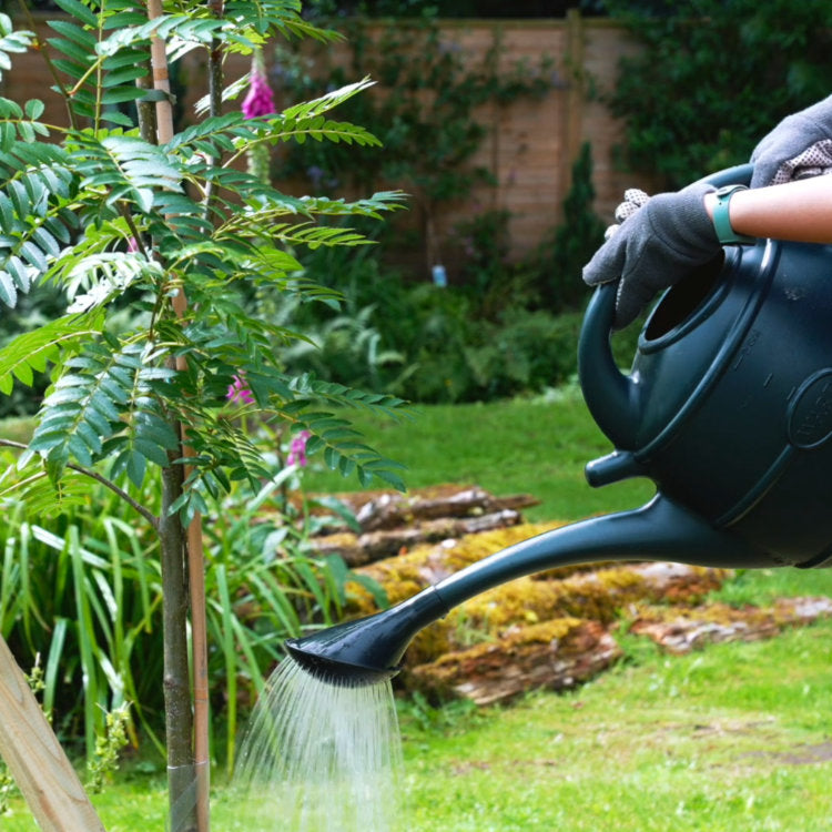 Watering a tree