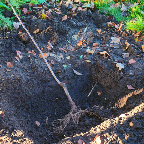 Planting a bare root tree into a hole