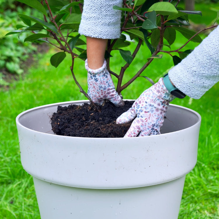 How to Plant a Tree into a Container | Ornamental Trees