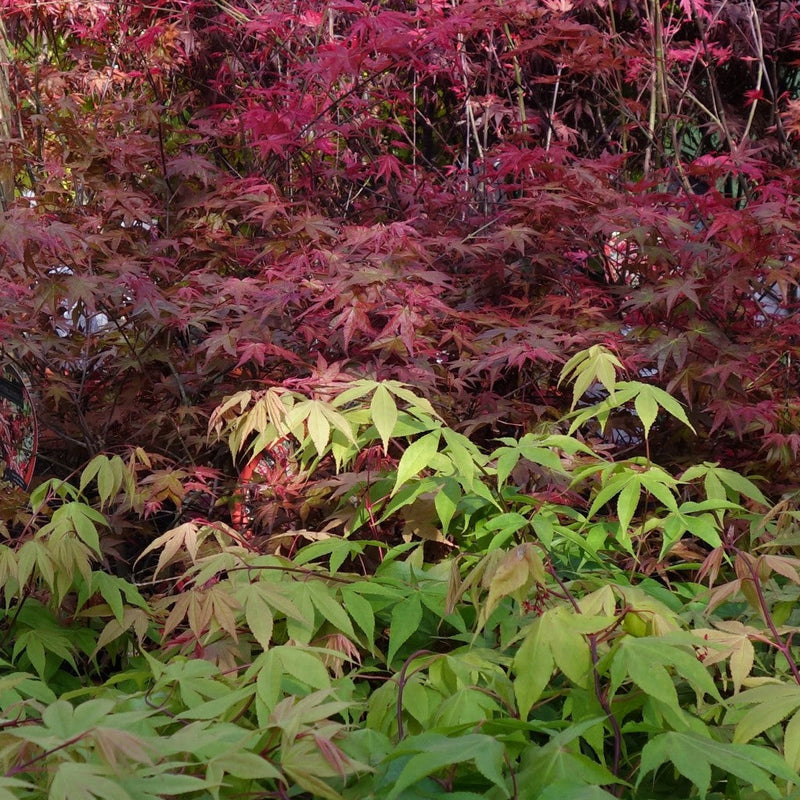 Various Japanese maple colours