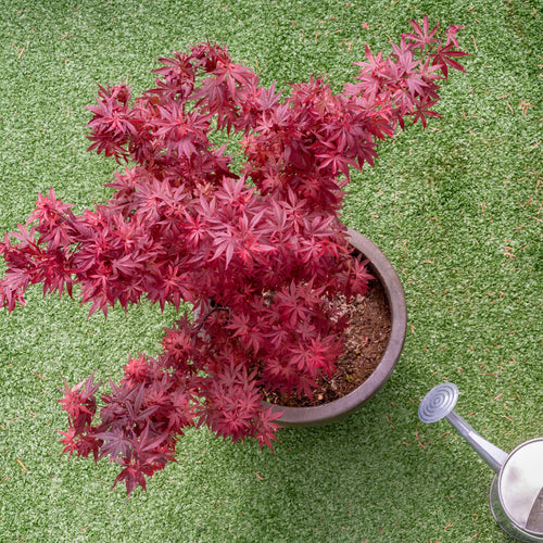 Japanese Maple in pot next to watering can