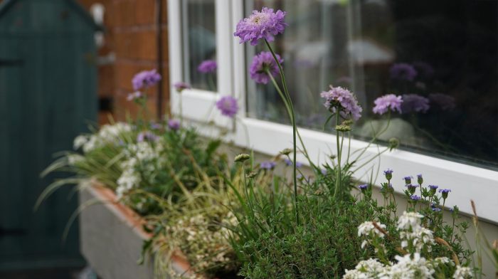 Flowers in garden windowsill