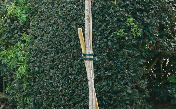 Tree with stake