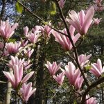Magnolia Heaven Scent