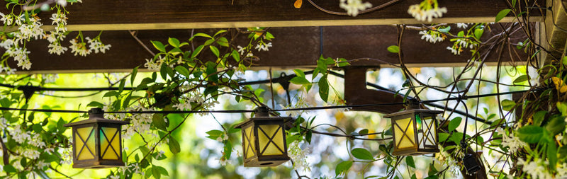Climbing plant in flower