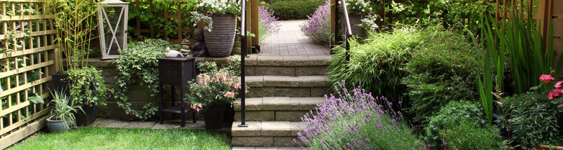 Small garden with lavender