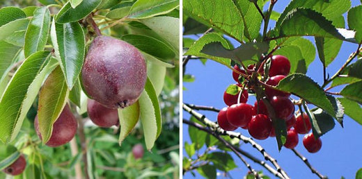 Purple pears of 'Red Williams' and red cherries of 'Summer Sun'