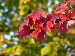 Acer October Glory Maple