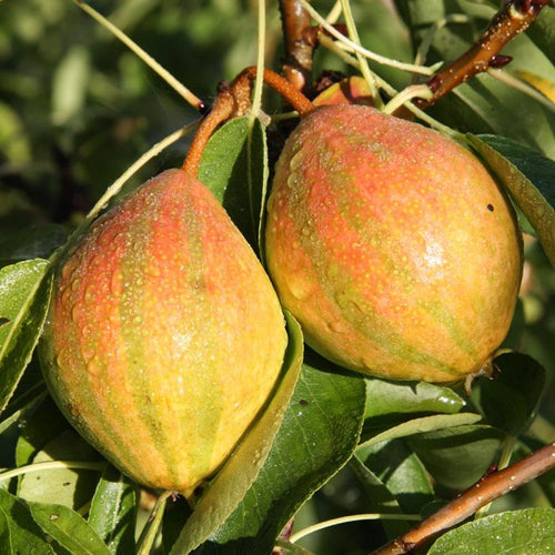 Stripy Humbug pears