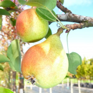 Pears on tree