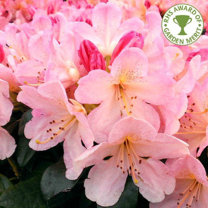 Rhododendron flowers