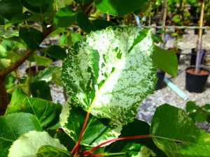 Populus Candicans Aurora Tree edited