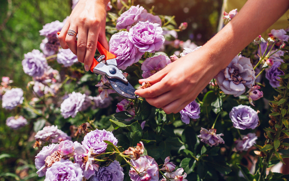 September Gardening Jobs & Advice