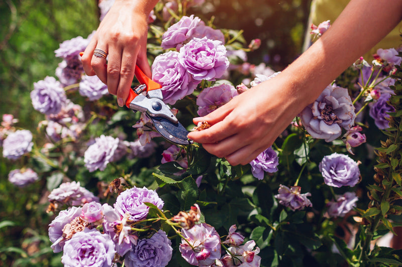 September Gardening Jobs & Advice