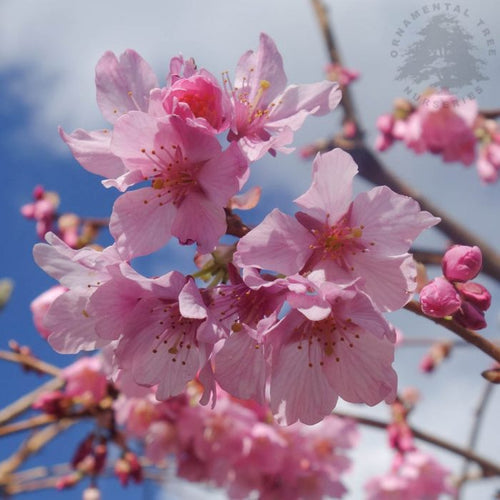 Pink cherry blossom on tree