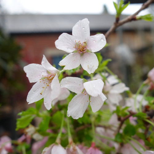 Blossom