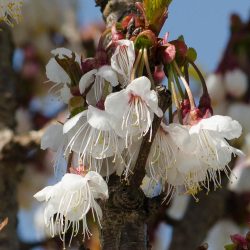 Prunus litigiosa white flowers