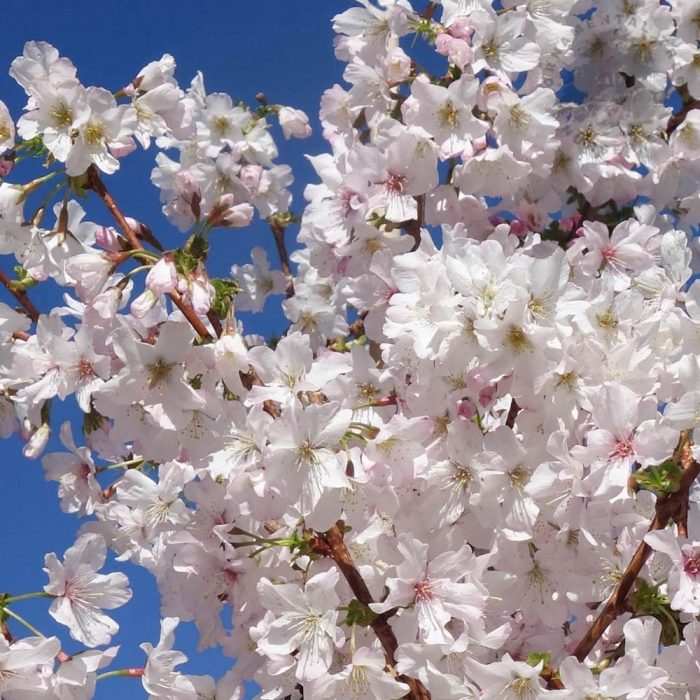 White cherry blossom
