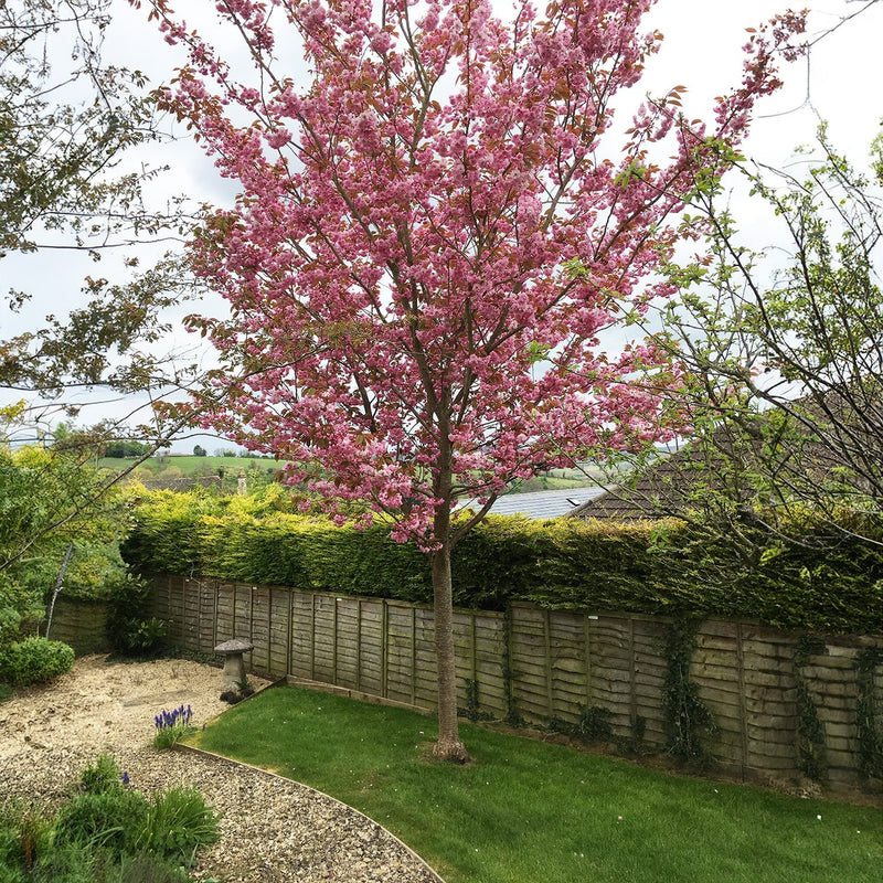 Pink cherry blossom tree
