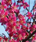 Prunus Beni-chidori pink blossom