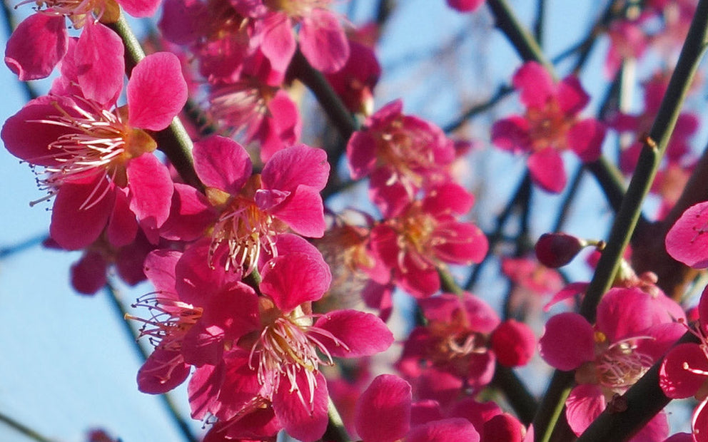 Prunus Beni-chidori pink blossom
