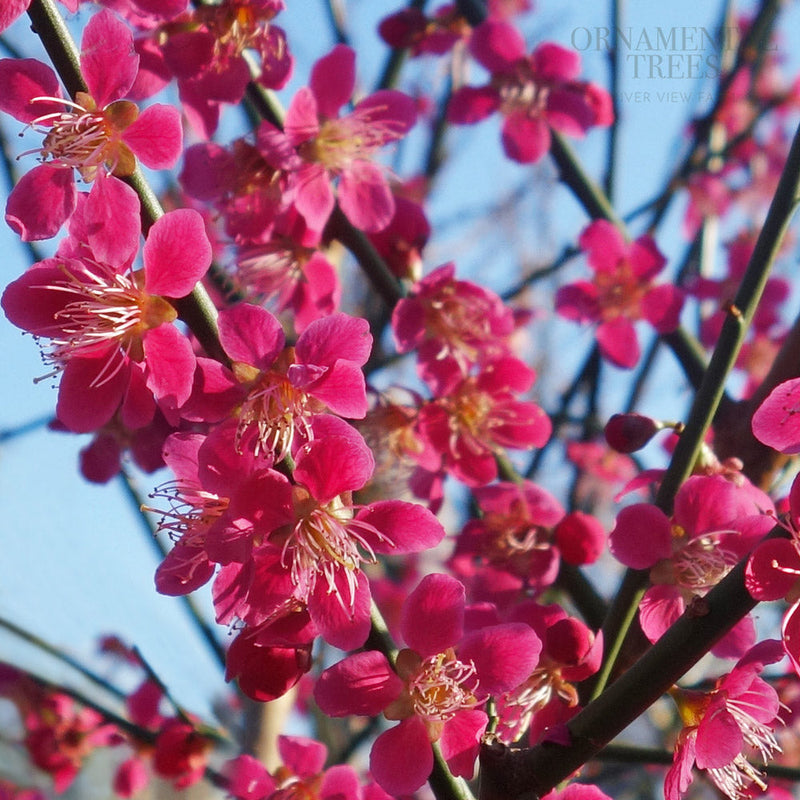 Prunus Beni-chidori pink blossom