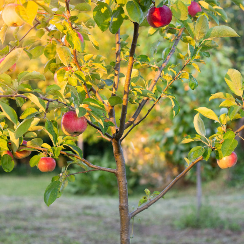 Apples on tree
