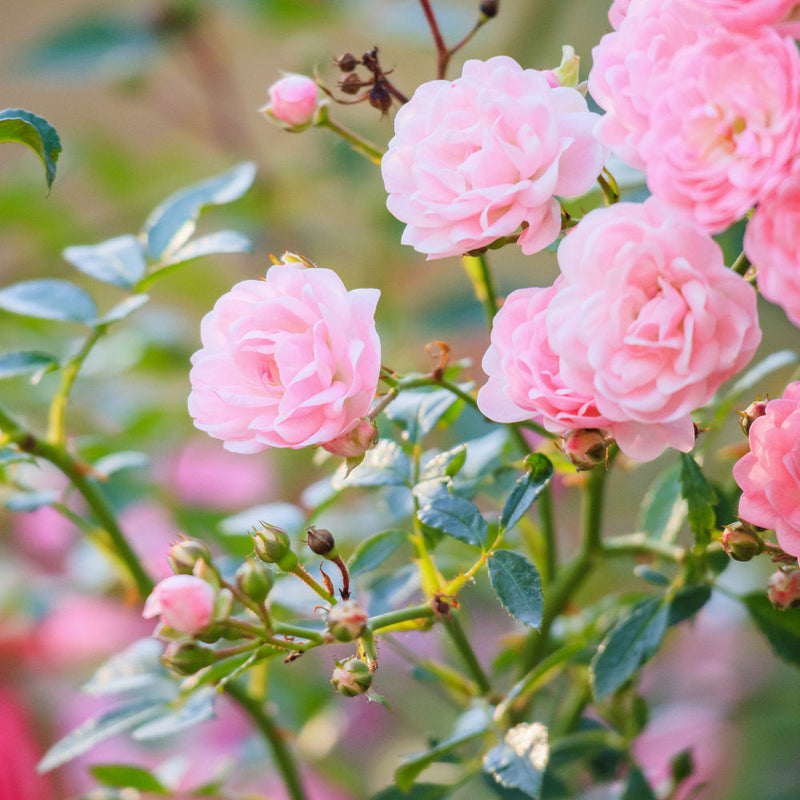 Pink roses