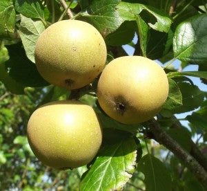Russet Apple - Family Apple Tree