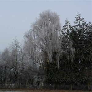 Silver Birch weeping tree in winter