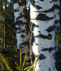 Silver Birch