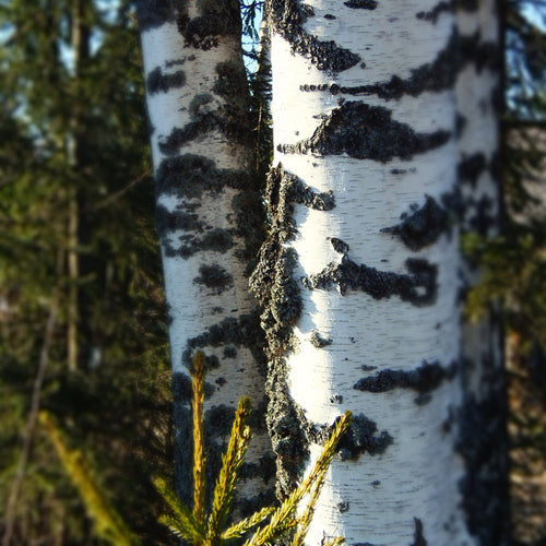 Silver Birch