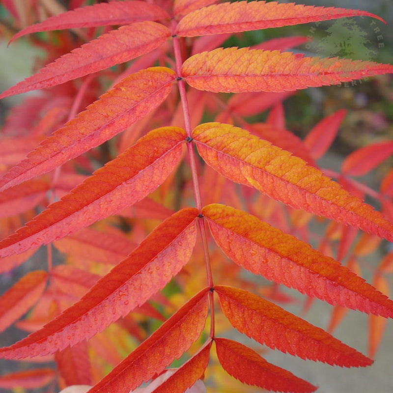 Sorbus Olympic Flame autumn leaves