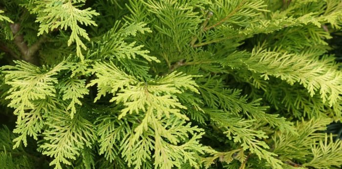 Chamaecyparis lawsoniana ‘Stardust’ coniferous leaves