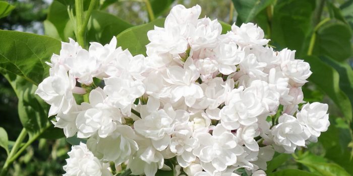 Syringa vulgaris 'Beauty Of Moscow' white flowers