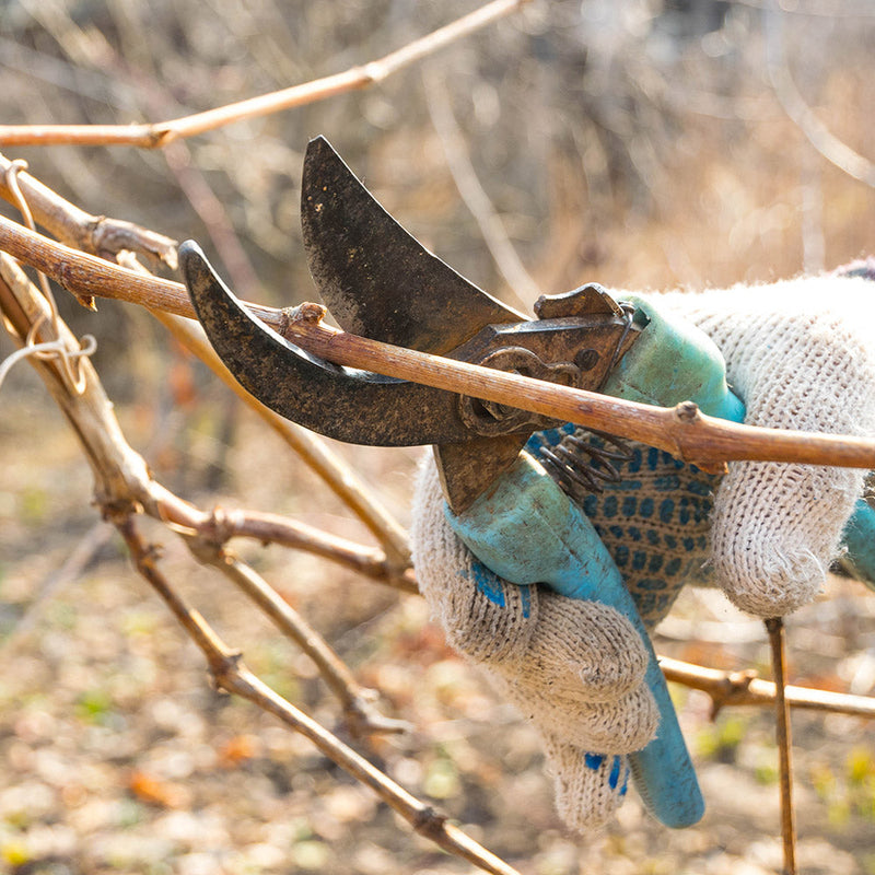 Pruning winter branch