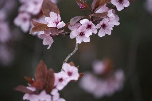 Prunus Subhirtella Autumnalis