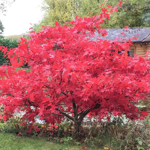 Acer palmatum Osakazuki in autumn