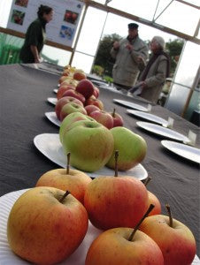 Apples laid out on plate at tasting session