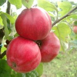 Red apples on tree