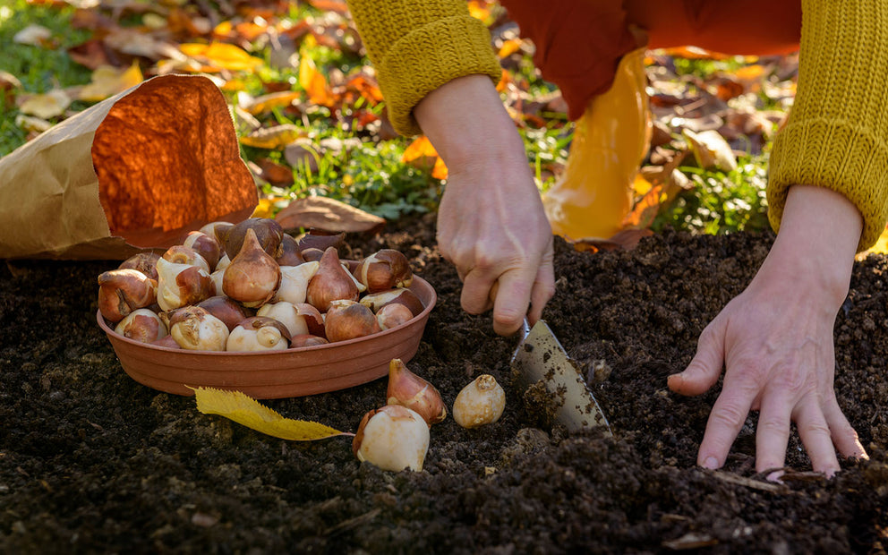 The Ultimate Autumn Garden Guide