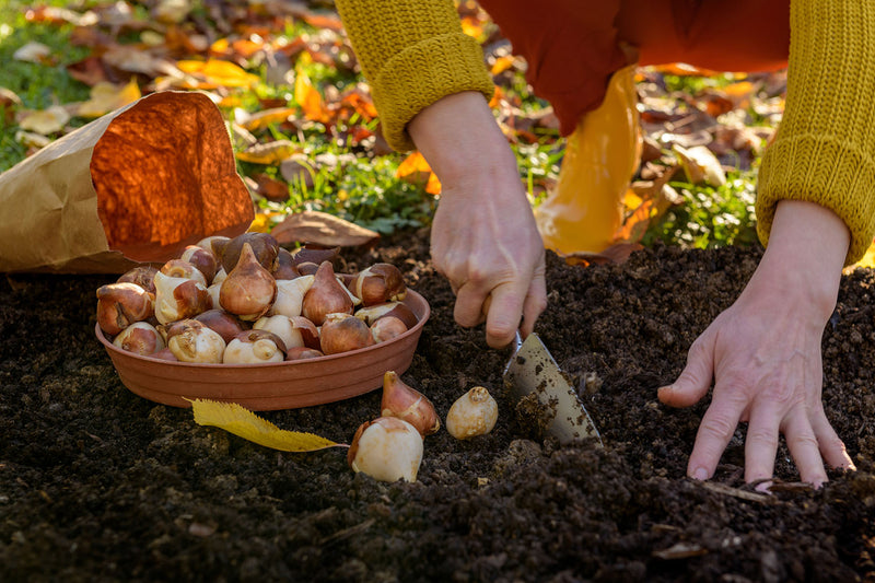 The Ultimate Autumn Garden Guide