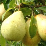 Beth Pear tree